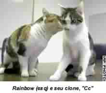 Gato Clonado